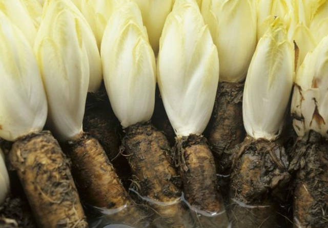 苦菊苣图片 第4张