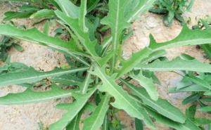 野生苦菜图片 第3张