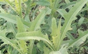 野生苦菜图片 第5张