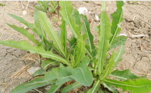 野生苦菜图片 第6张