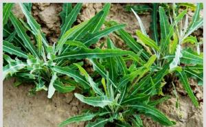 野生苦菜图片 第2张