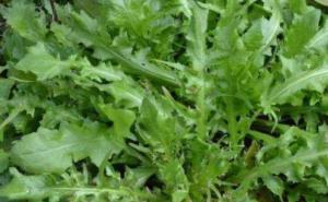 野生苦菜图片 第4张