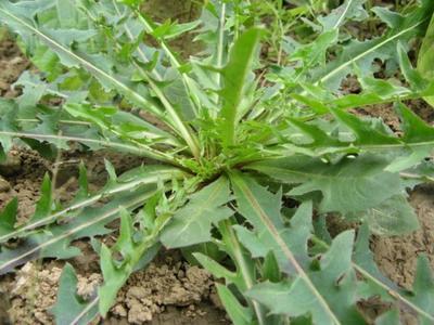 野生苦菜图片 第8张