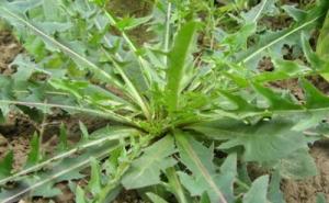 野生苦菜图片 第8张