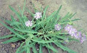 野生苦菜图片 第9张