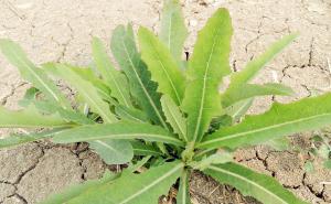 野生苦菜图片 第7张