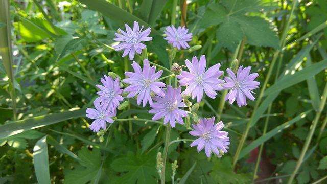 紫花苦菜图片 第1张
