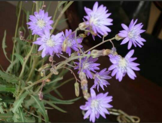 紫花苦菜图片 第5张