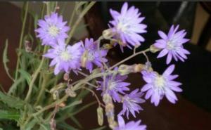 紫花苦菜图片 第5张