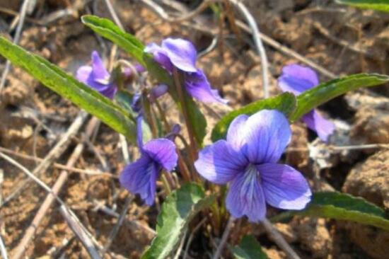 紫花苦菜图片 第4张