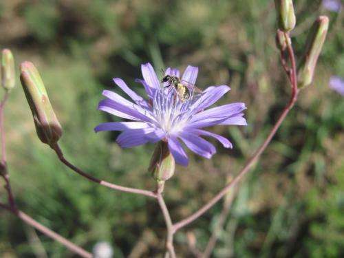 紫花苦菜图片 第3张