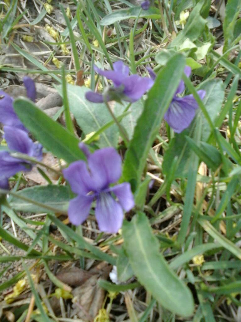 紫花苦菜图片 第2张