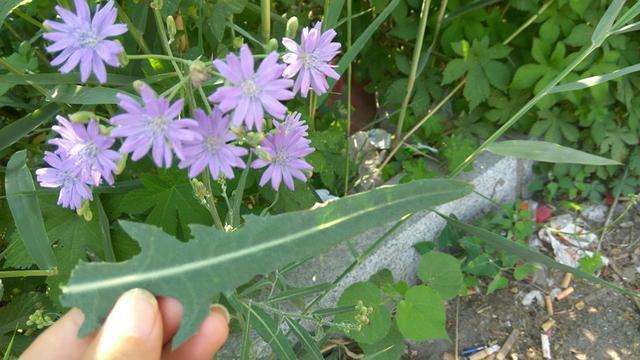 紫花苦菜图片 第7张