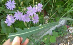 紫花苦菜图片 第7张