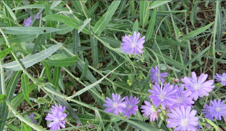 紫花苦菜图片 第8张