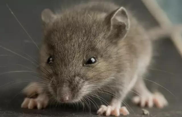 鼠图片 第8张