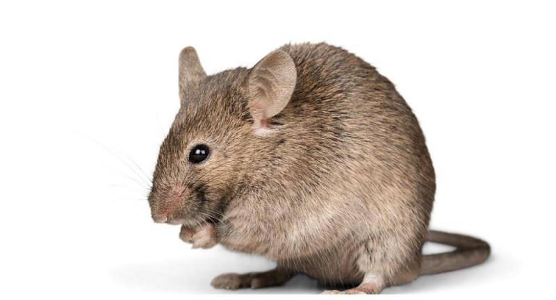 鼠图片 第9张