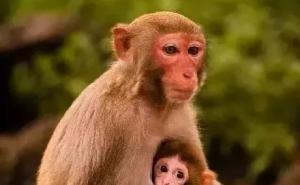 猴图片 第5张