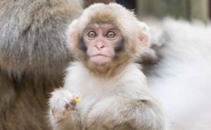 猴图片 第4张