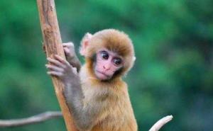 猴图片 第7张