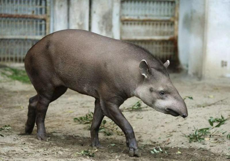 貘图片 第8张
