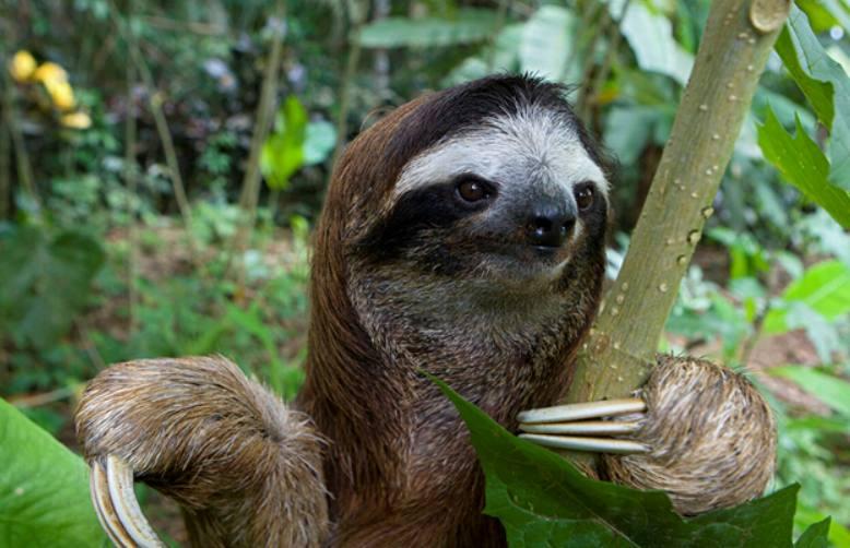 树懒图片 第1张