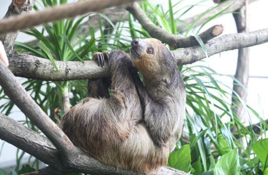 树懒图片 第2张