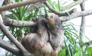 树懒图片 第2张