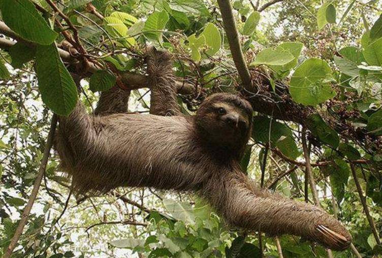 树懒图片 第5张