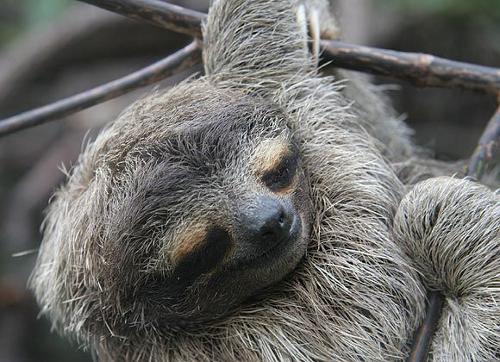 树懒图片 第6张