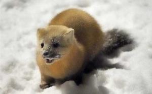 紫貂图片 第2张