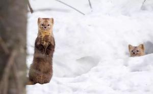 紫貂图片 第4张