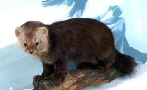 紫貂图片 第3张