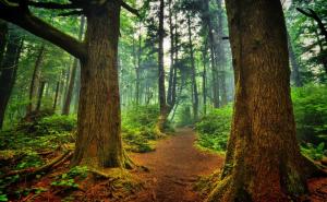 森林图片唯美高清图片