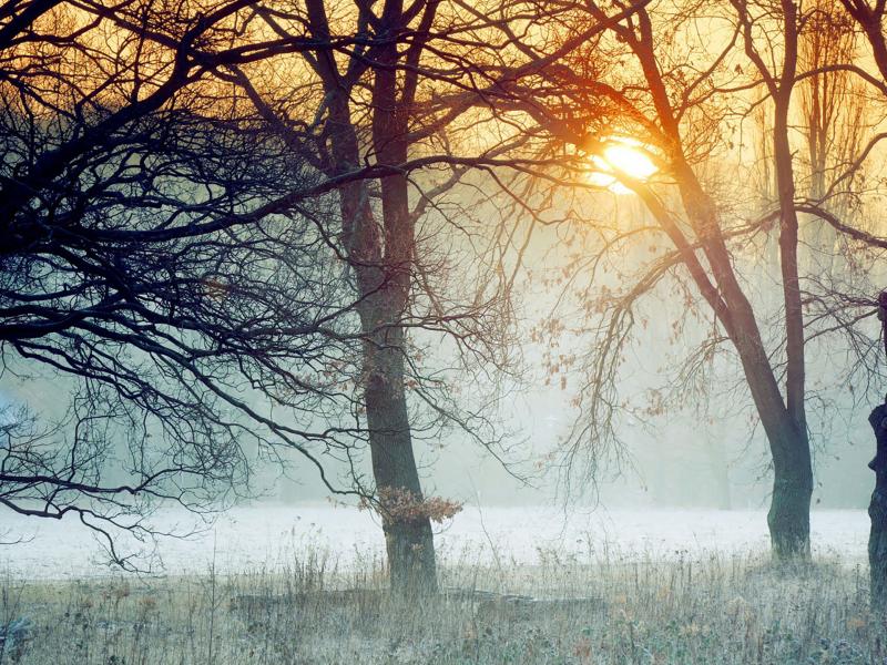 森林图片唯美高清图片 第3张