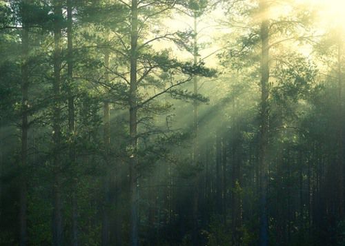 森林图片唯美高清图片 第2张