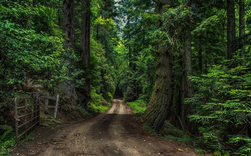 森林图片唯美高清图片 第4张