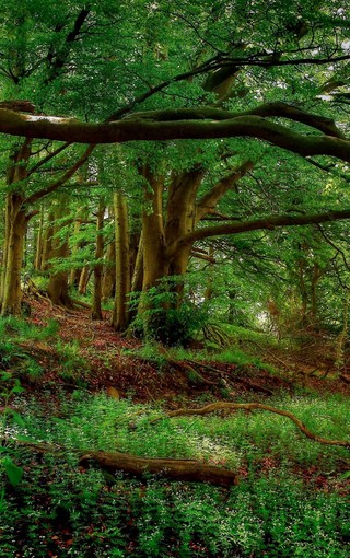 森林图片唯美高清图片 第5张