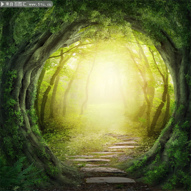 森林图片唯美高清图片 第6张