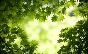 森林图片唯美高清图片 第8张