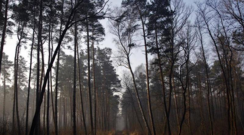 森林图片唯美高清图片 第12张