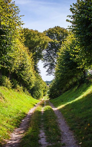 森林图片唯美高清图片 第11张