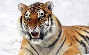 世界上最凶猛老虎图片