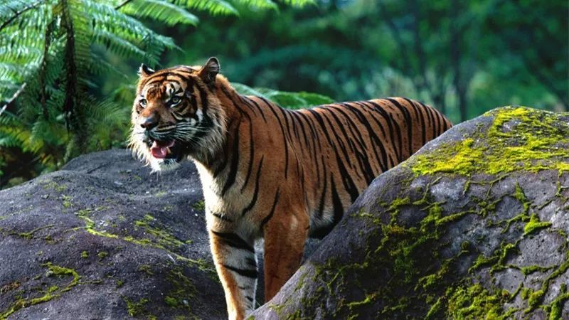 世界上最凶猛老虎图片 第2张