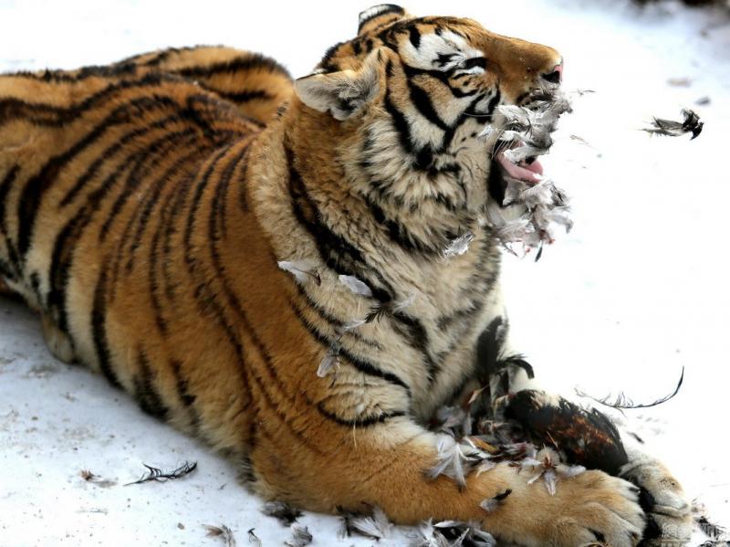 世界上最凶猛老虎图片 第3张