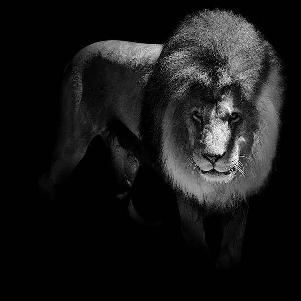 黑白狮子头像图片 第1张