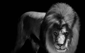 黑白狮子头像图片