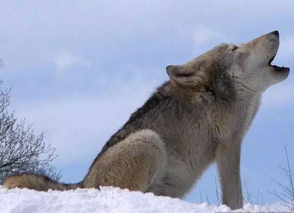 高清霸气狼图片 第2张