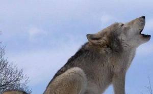 高清霸气狼图片 第2张