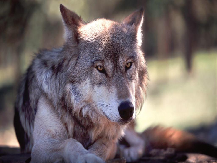 高清霸气狼图片 第4张